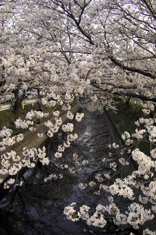 2009sakura-1