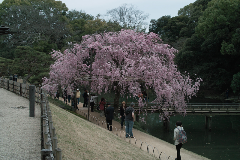 2013-夢婚